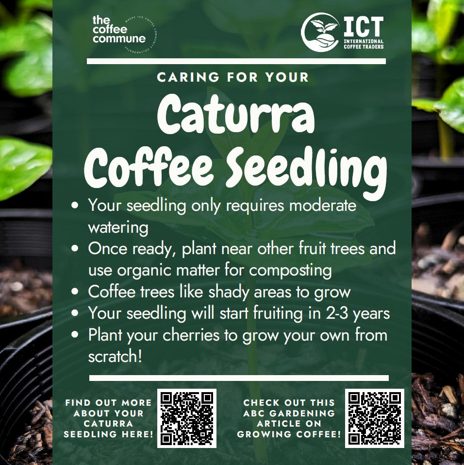 Coffee Seedling